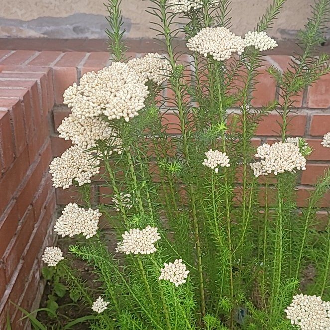 Photo of the plant species Rice Plant by @ModernBonnydoon named Nemo on Greg, the plant care app