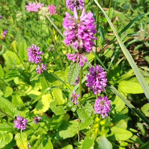 Photo of the plant species Common Hedgenettle by @AppetentAgarito named Taylor Swift on Greg, the plant care app