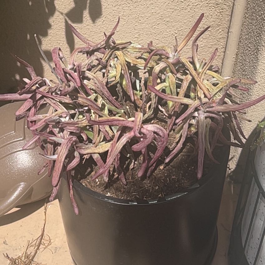 Photo of the plant species cotyledun chocolate fingers by @CentralLovage named James Dean on Greg, the plant care app