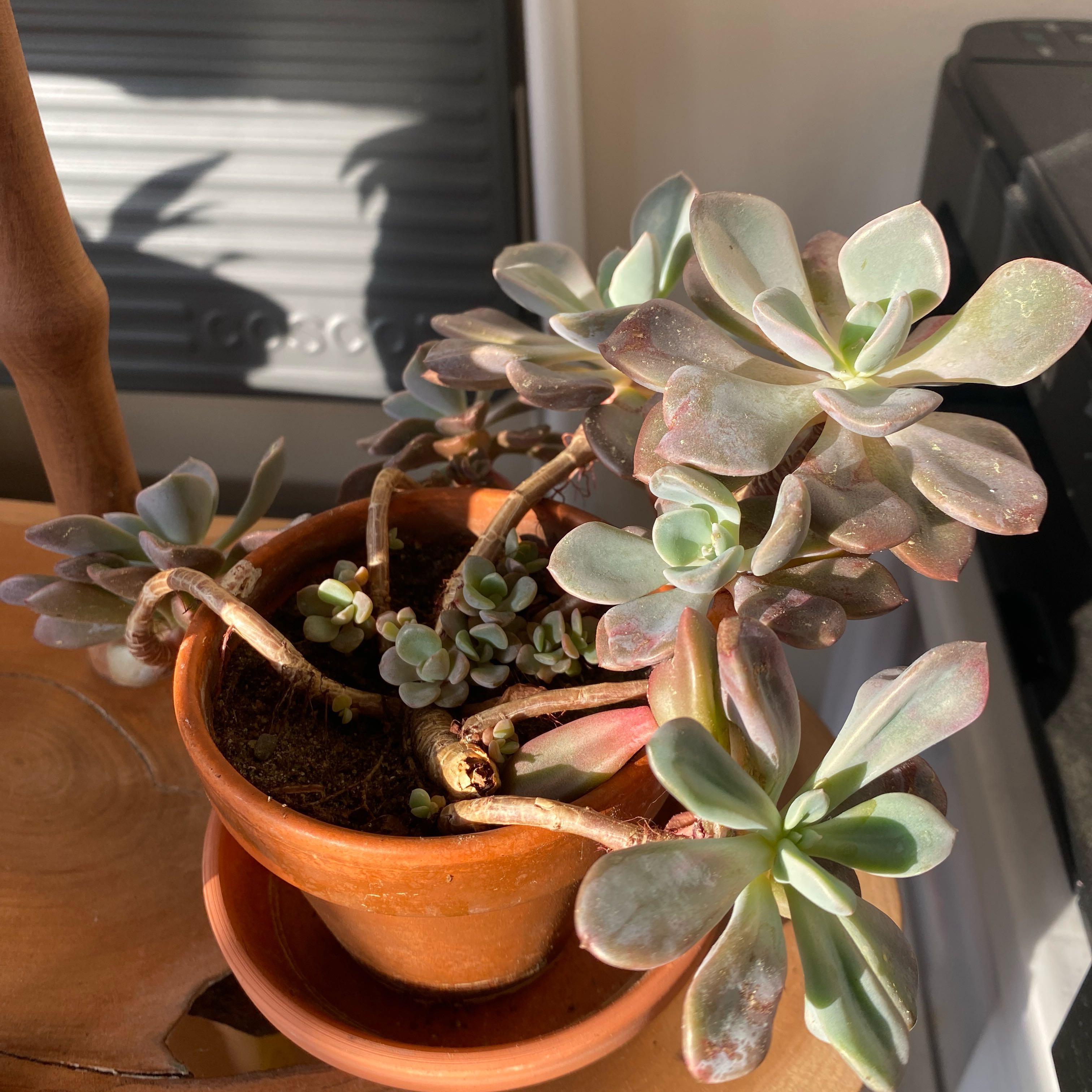 Photo of the plant species Graptopetalum mendozae by @FullWelwitschia named Elina on Greg, the plant care app