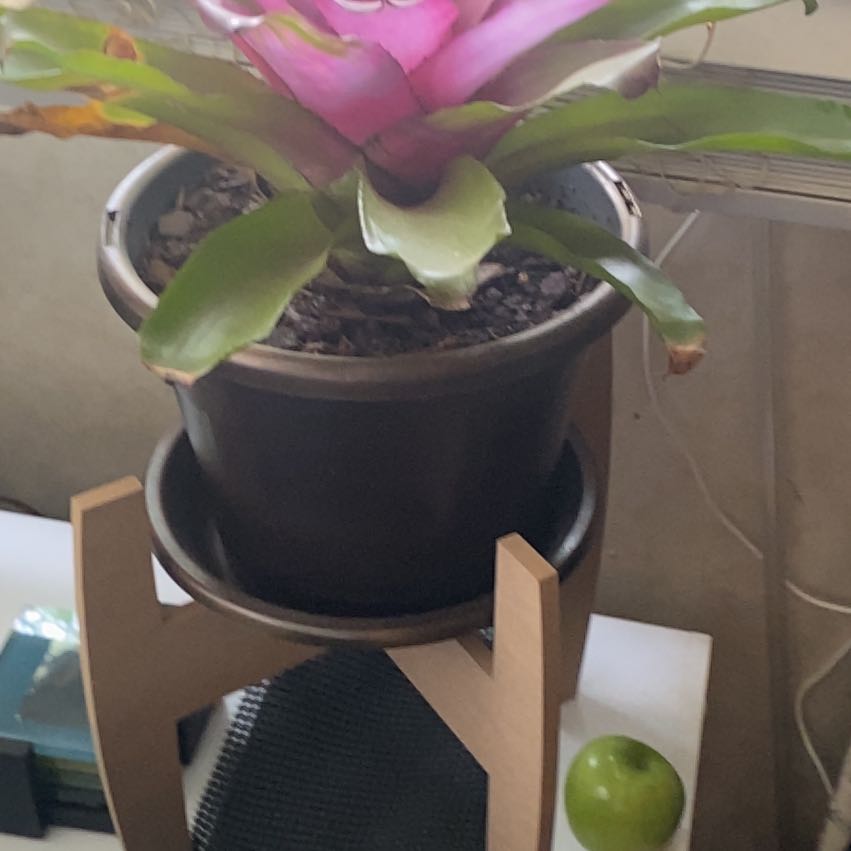 Photo of the plant species Bromeliad by @Beachbabe named Bella on Greg, the plant care app