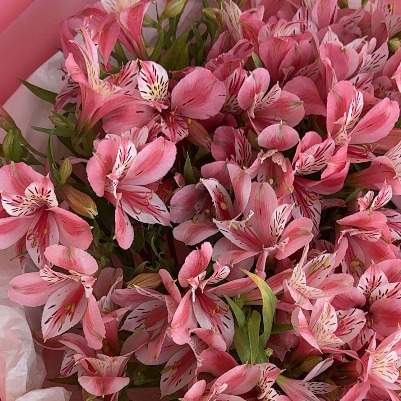 Photo of the plant species Lily of the Incas by @ZestDaboecia named Hamilton on Greg, the plant care app