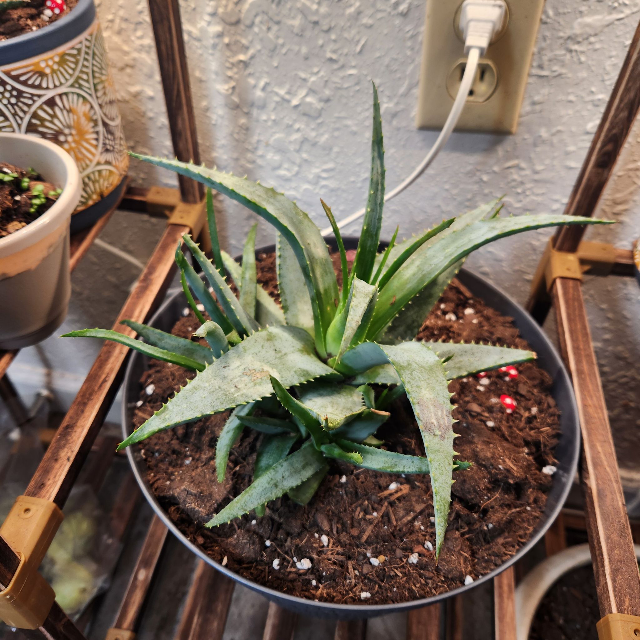 Photo of the plant species Aloe 'Walmsley's Blue' by @IconWharangi named Daphne on Greg, the plant care app