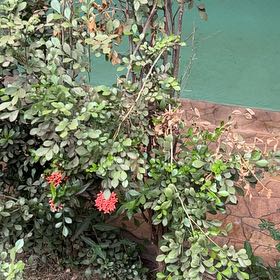 Photo of the plant species Flame of the Woods by @EarthyNatalplum named Denali on Greg, the plant care app