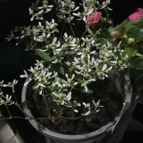 Photo of the plant species Euphorbia 'Diamond Frost' by @StirringKatsura named Naomi on Greg, the plant care app
