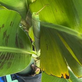Photo of the plant species Grand Nain Banana by @SvelteLarkspur named Hemingway on Greg, the plant care app