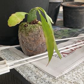 Photo of the plant species Rhipsalidopsis gaertneri 'Red' by @BrotherFivespot named ChloroPhil on Greg, the plant care app