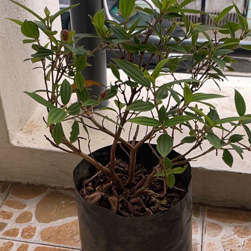 Photo of the plant species Indian Rhododendron by @BrotherFivespot named Fernie Saunders on Greg, the plant care app