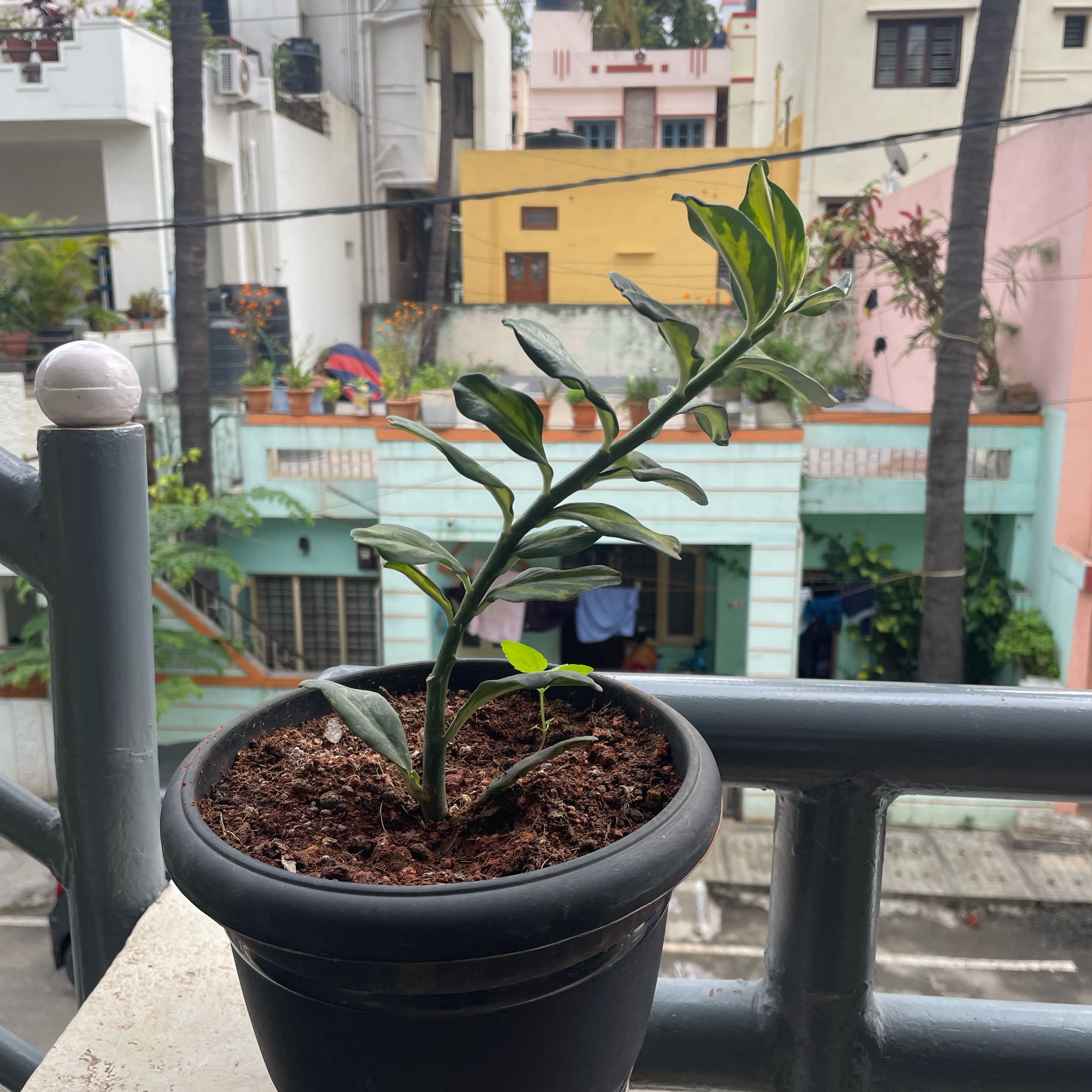 Photo of the plant species Variegated Euphorbia tithymaloides by @BrotherFivespot named Xena on Greg, the plant care app