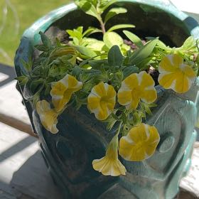 Photo of the plant species Superbells Lemon Slice Calibrachoa by @SuperReddahlias named Susan on Greg, the plant care app