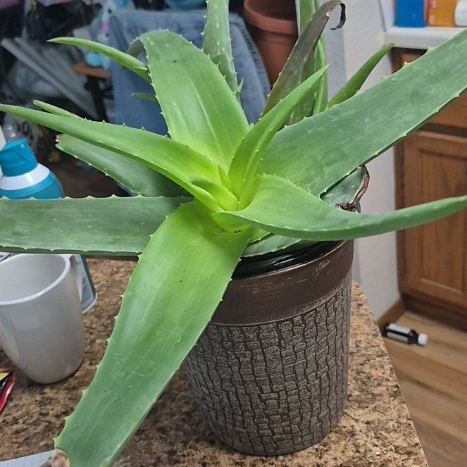 Photo of the plant species Aloe barbadensis by @LimberRamarama named Aria on Greg, the plant care app