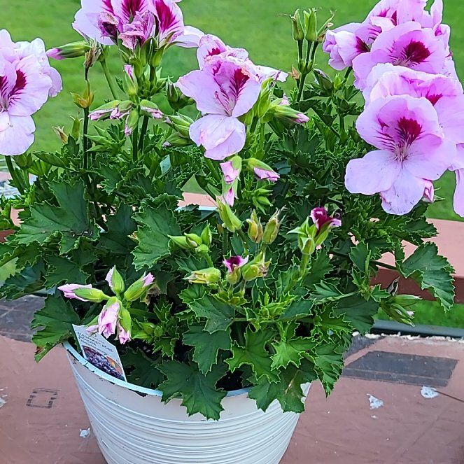 Photo of the plant species Regal Geranium by @CalmWaterripple named Foxxy on Greg, the plant care app
