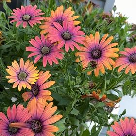 Photo of the plant species Giant Crego Aster by @EarlyBroomsedge named Sanders on Greg, the plant care app