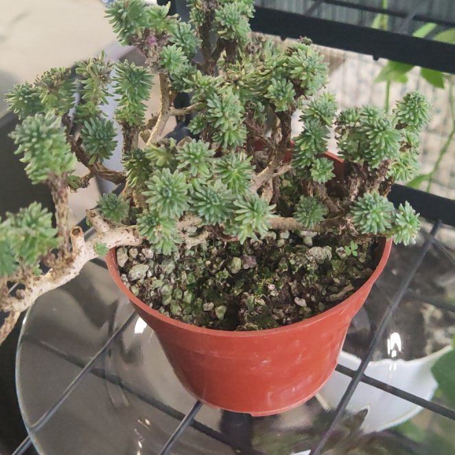 Photo of the plant species Miniature Joshua Tree by @ExpertFreesia named Winston on Greg, the plant care app