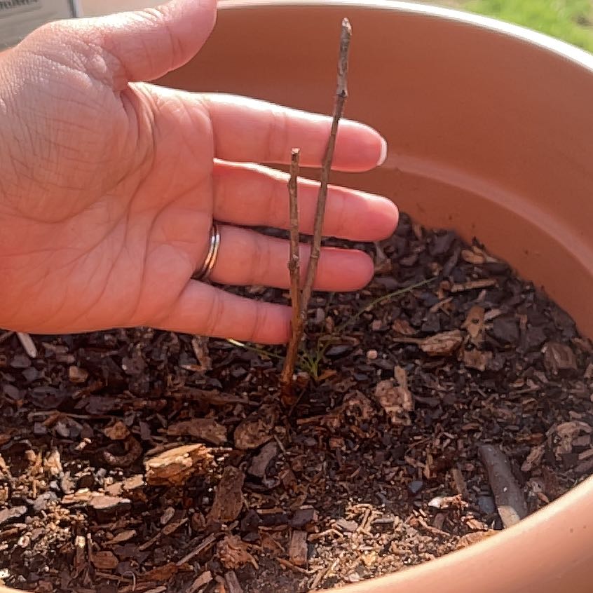 Photo of the plant species Arapaho Blackberry (Lowes) by @ClearPigeonplum named Fernie Mercury on Greg, the plant care app