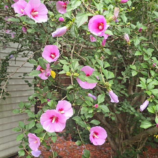Photo of the plant species Korean Hibiscus by @GoodOakfern named Homer on Greg, the plant care app