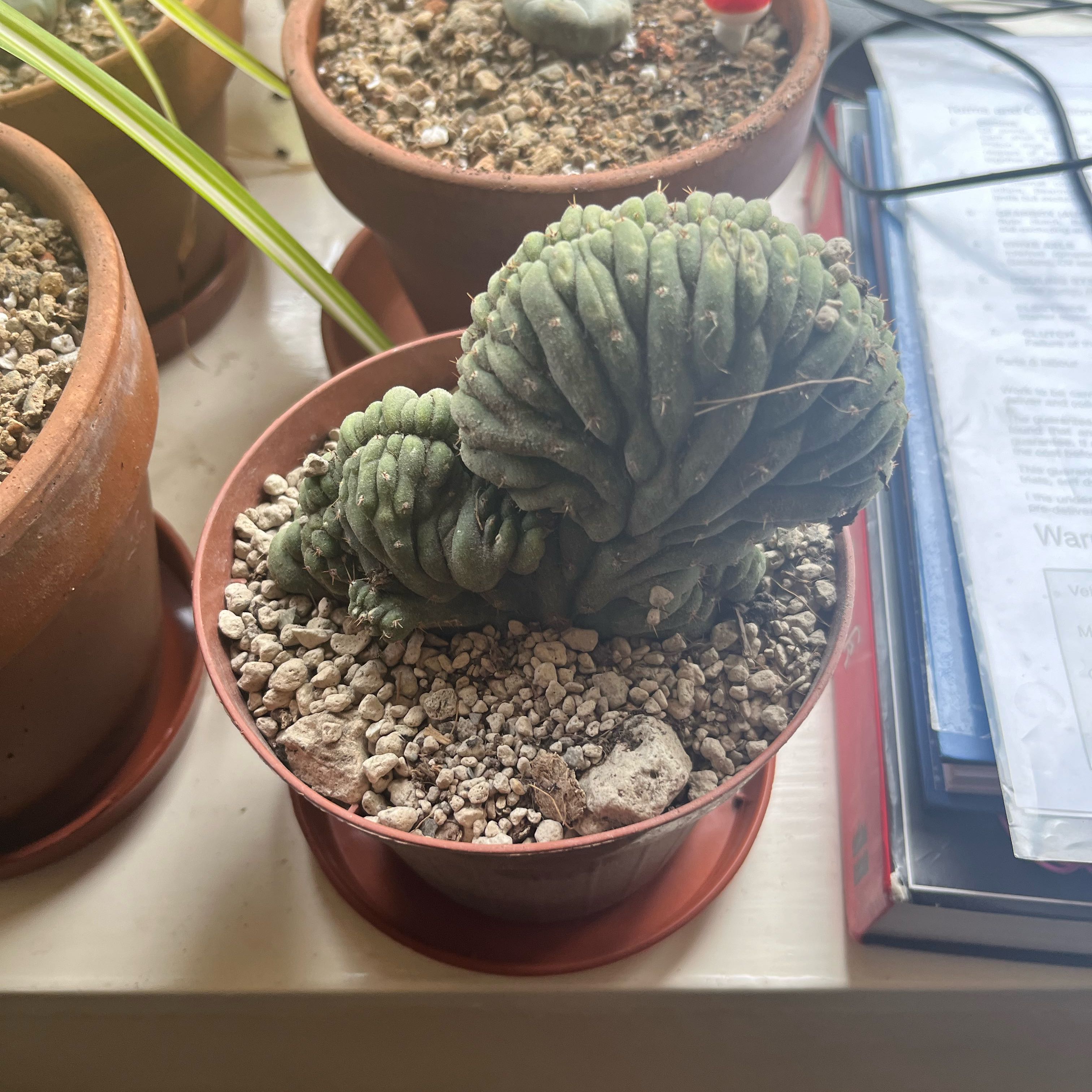Photo of the plant species Crested San Pedro Cactus by @EngagingTitoki named Crested on Greg, the plant care app