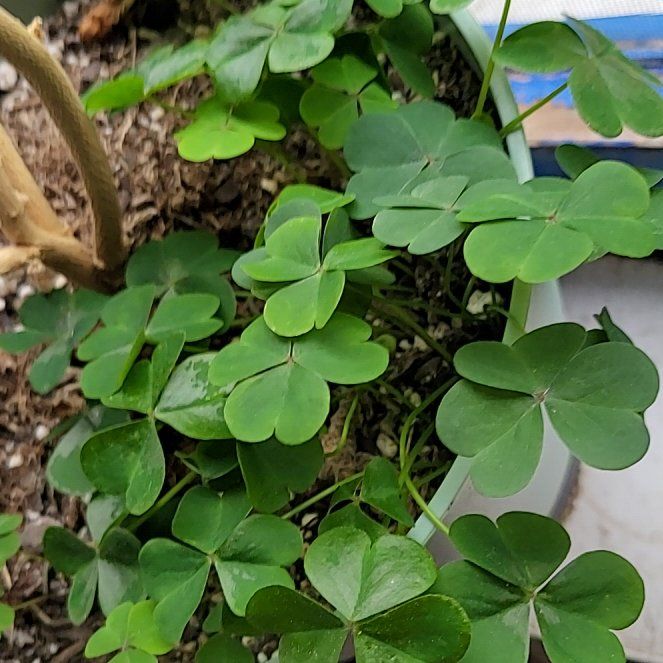 Photo of the plant species European Woodsorrel by @AlertHoyaburma named Kobe on Greg, the plant care app