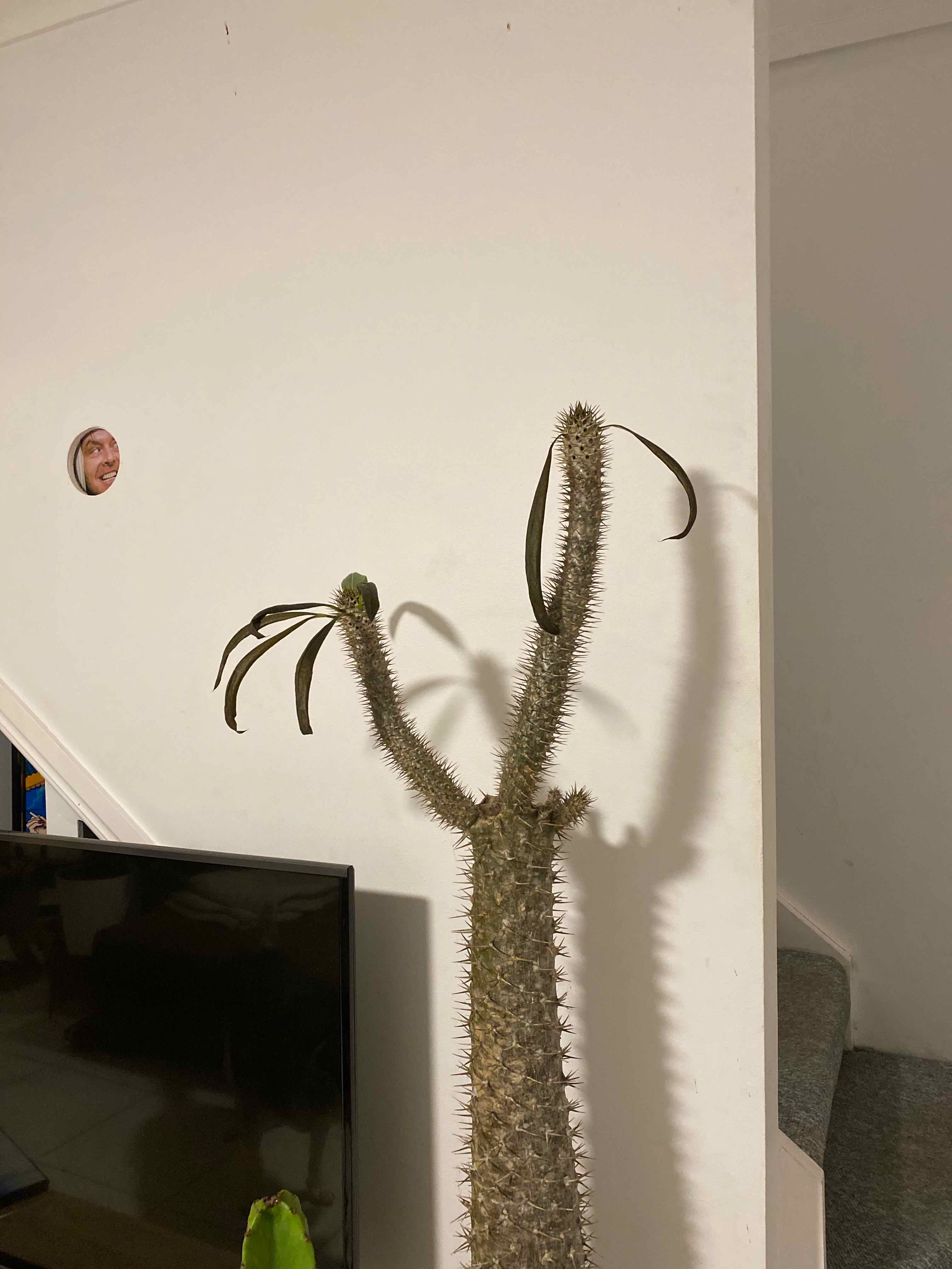 Madagascar Palm with browning and wilting leaves indoors.