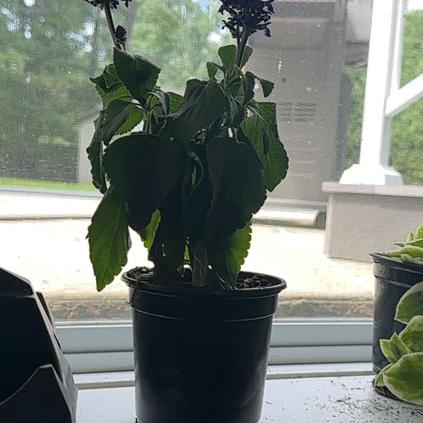 Photo of the plant species Mysty Salvia by @ValidMatteuccia named Salvie on Greg, the plant care app