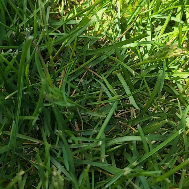 Photo of the plant species Smooth Meadowgrass by @SportBunnyears named Emerson on Greg, the plant care app
