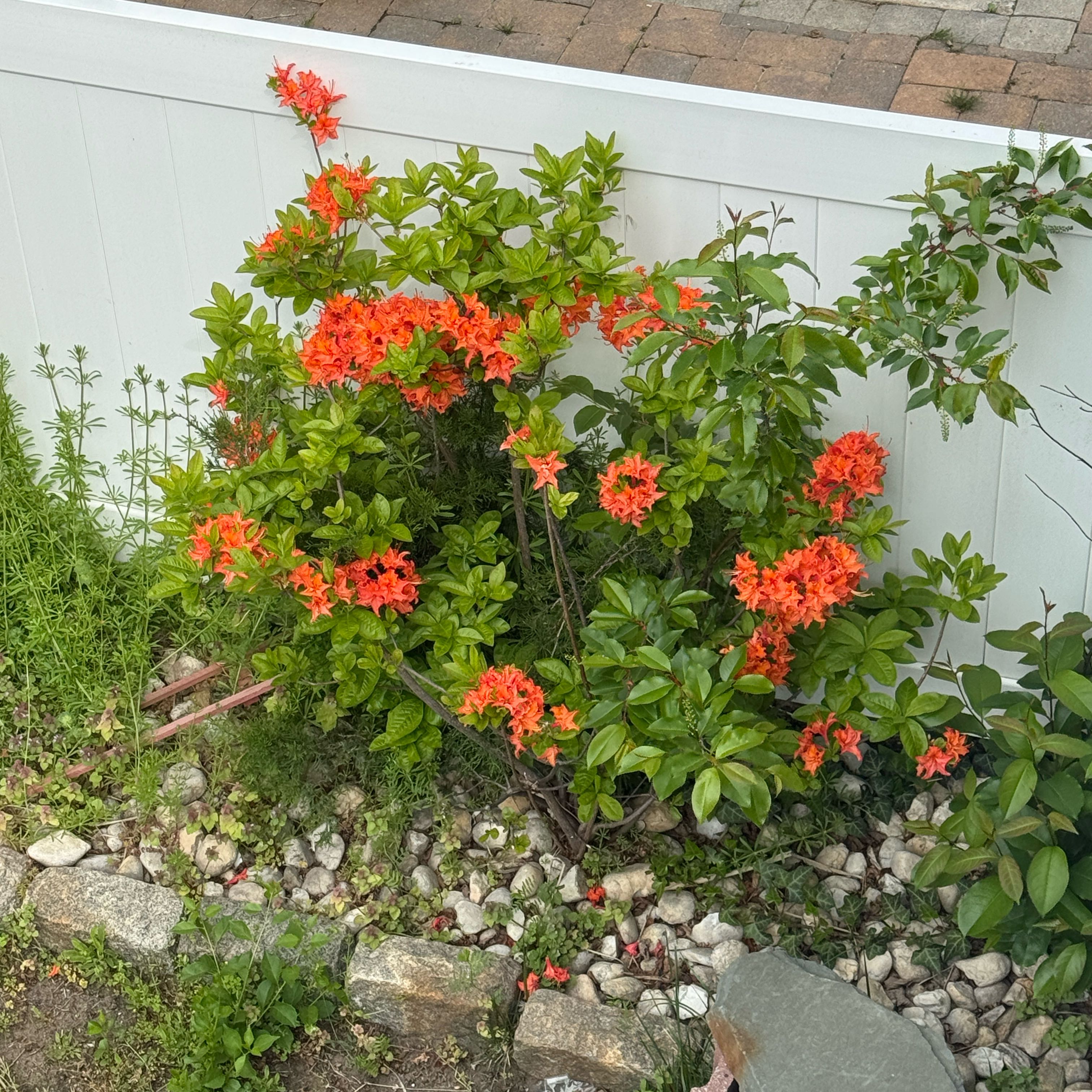 Photo of the plant species Flame of the Woods by @ProfuseAloevera named Khaleesi on Greg, the plant care app