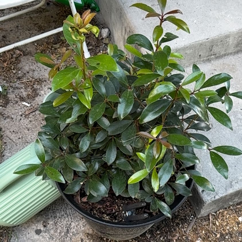 Photo of the plant species False cleyera by @IdealMarigold named Lavender on Greg, the plant care app