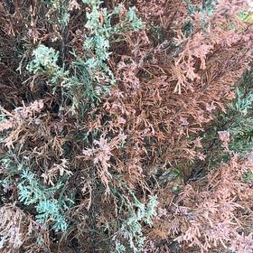 Photo of the plant species Rock Juniper by @NeatJavafern named Oscar on Greg, the plant care app