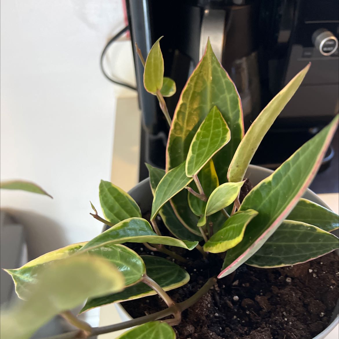Hoya macrophylla 'Albomarginata' plant with variegated leaves in a pot, soil visible.
