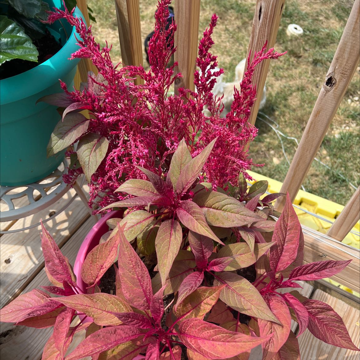 Mexican Grain Amaranth plant with vibrant red flowers and leaves on a wooden deck.