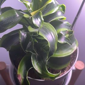 Photo of the plant species Dracaena 'Tornado' by @Taranel702 named Tupot amaroot on Greg, the plant care app