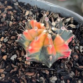 Photo of the plant species Variegated Moon Cactus by @ResolvedIvy named Messi on Greg, the plant care app