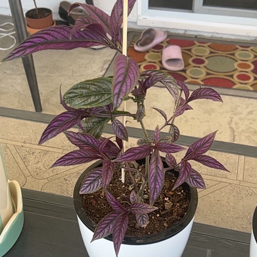 Photo of the plant species Persian Shield by @TycoonCowbane named Osmo on Greg, the plant care app