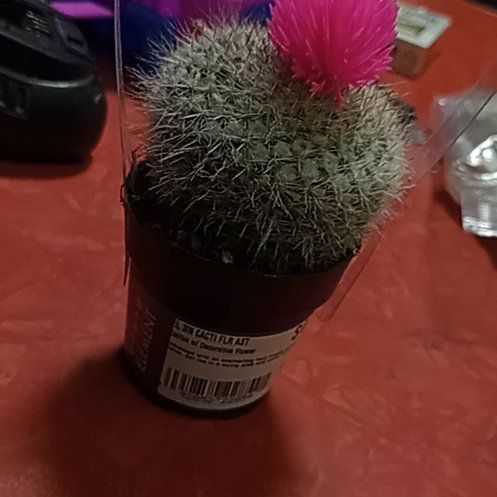 Photo of the plant species Asst cacti by @FreeMexicanmint named Sol on Greg, the plant care app