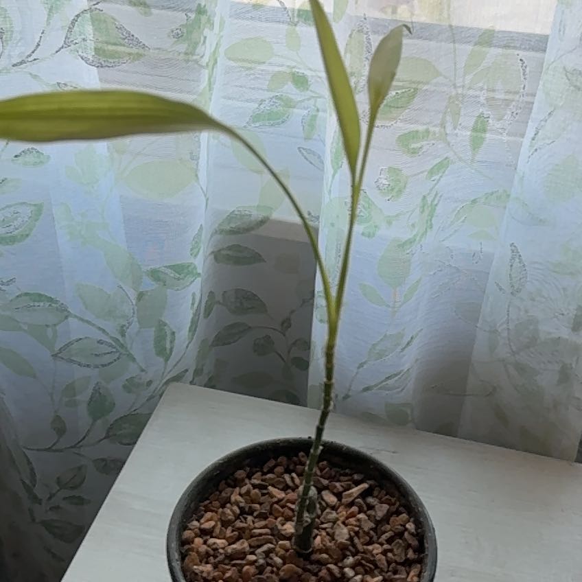 Photo of the plant species Calcutta Bamboo by @CivilGuapilla named da Vinci on Greg, the plant care app