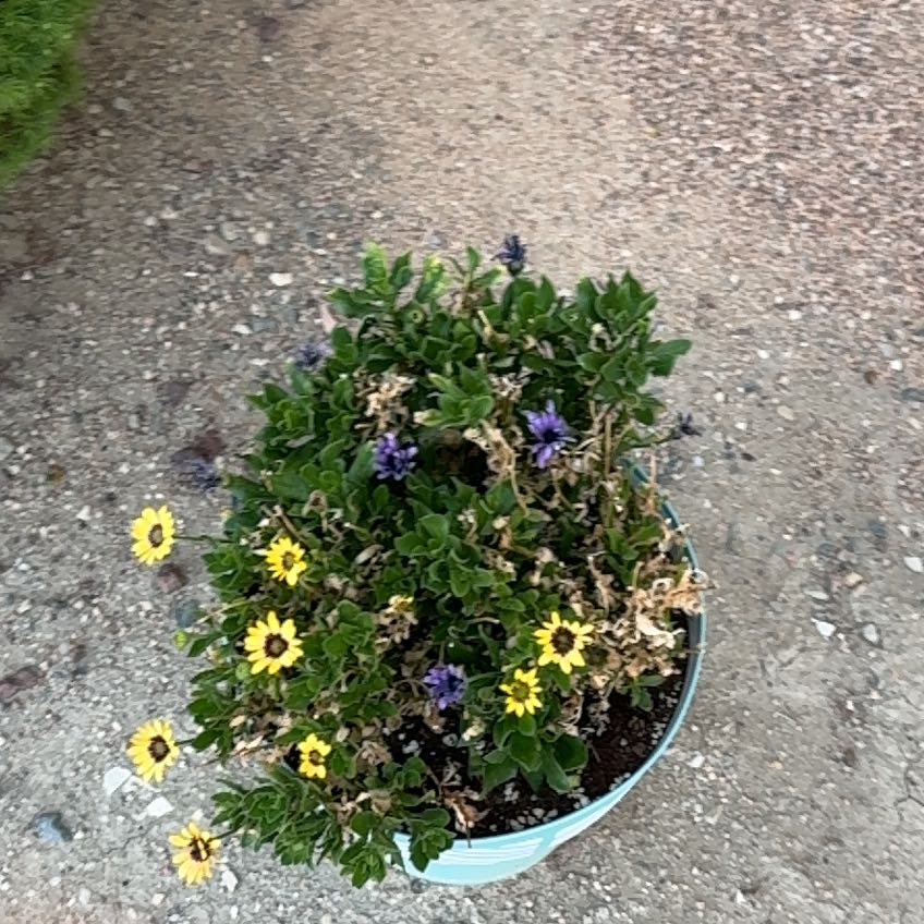 Photo of the plant species blue daisy bush by @CivilGuapilla named Marilyn on Greg, the plant care app