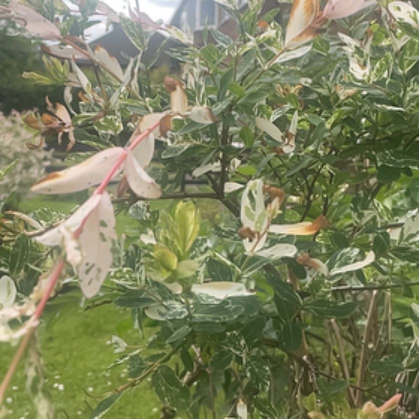 Photo of the plant species Salix Integra Hakuro-Nishiki by @SisterSandrose named Hamilton on Greg, the plant care app