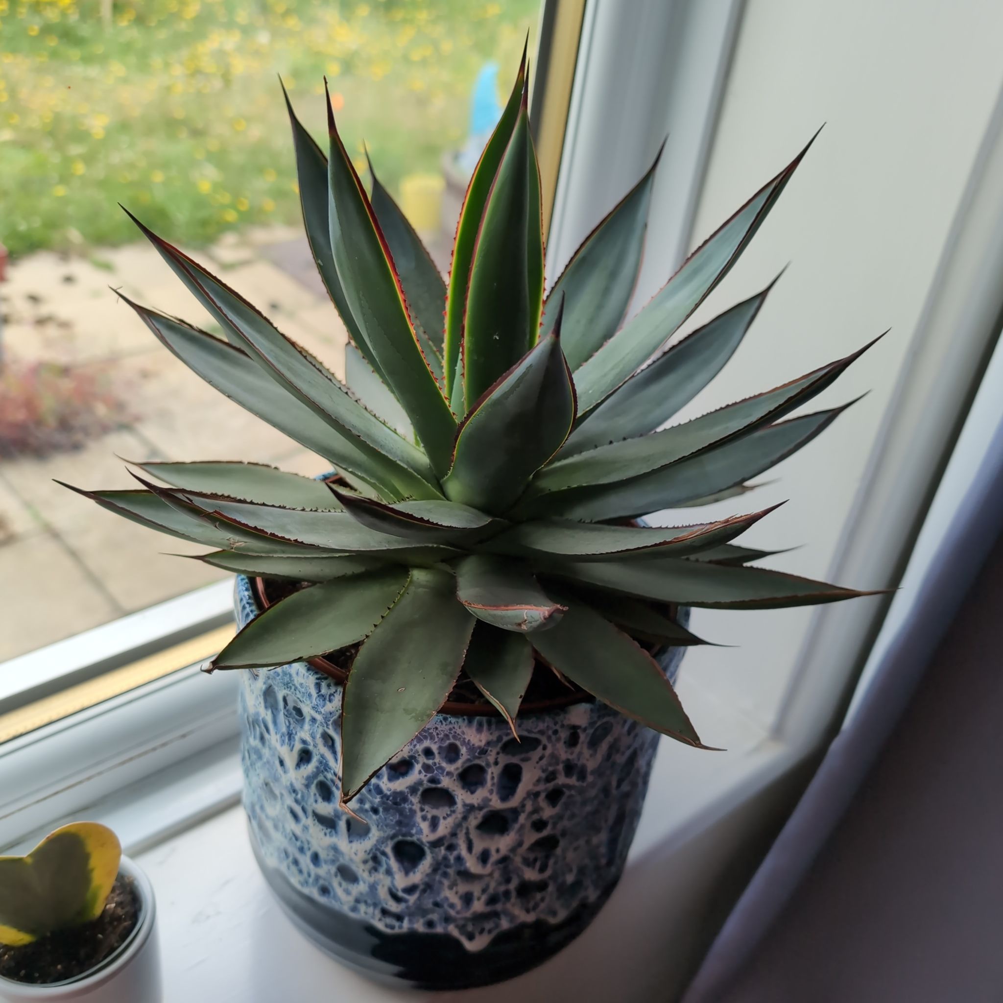 Photo of the plant species Agave Chiapensis by @msbubble07 named Keanu Leaves on Greg, the plant care app