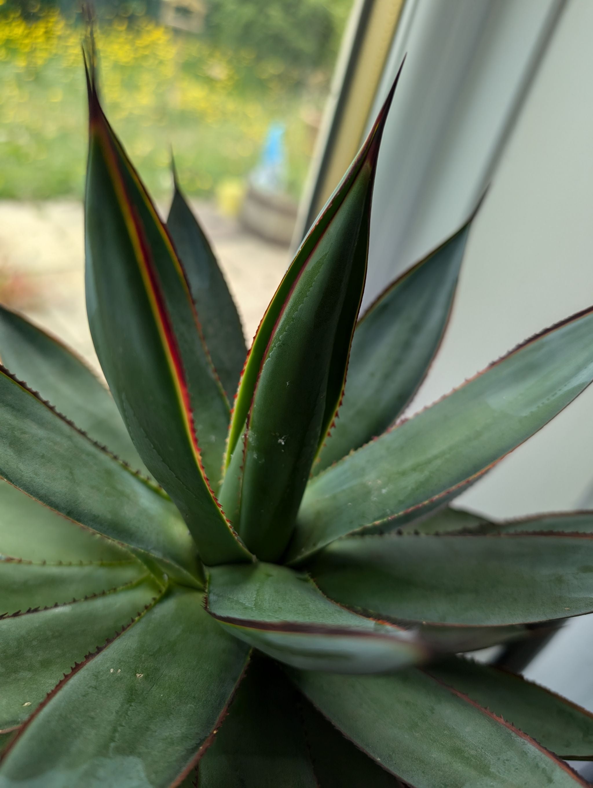 Blue Emperor Agave How Much Water & Light Does it Need to Thrive?