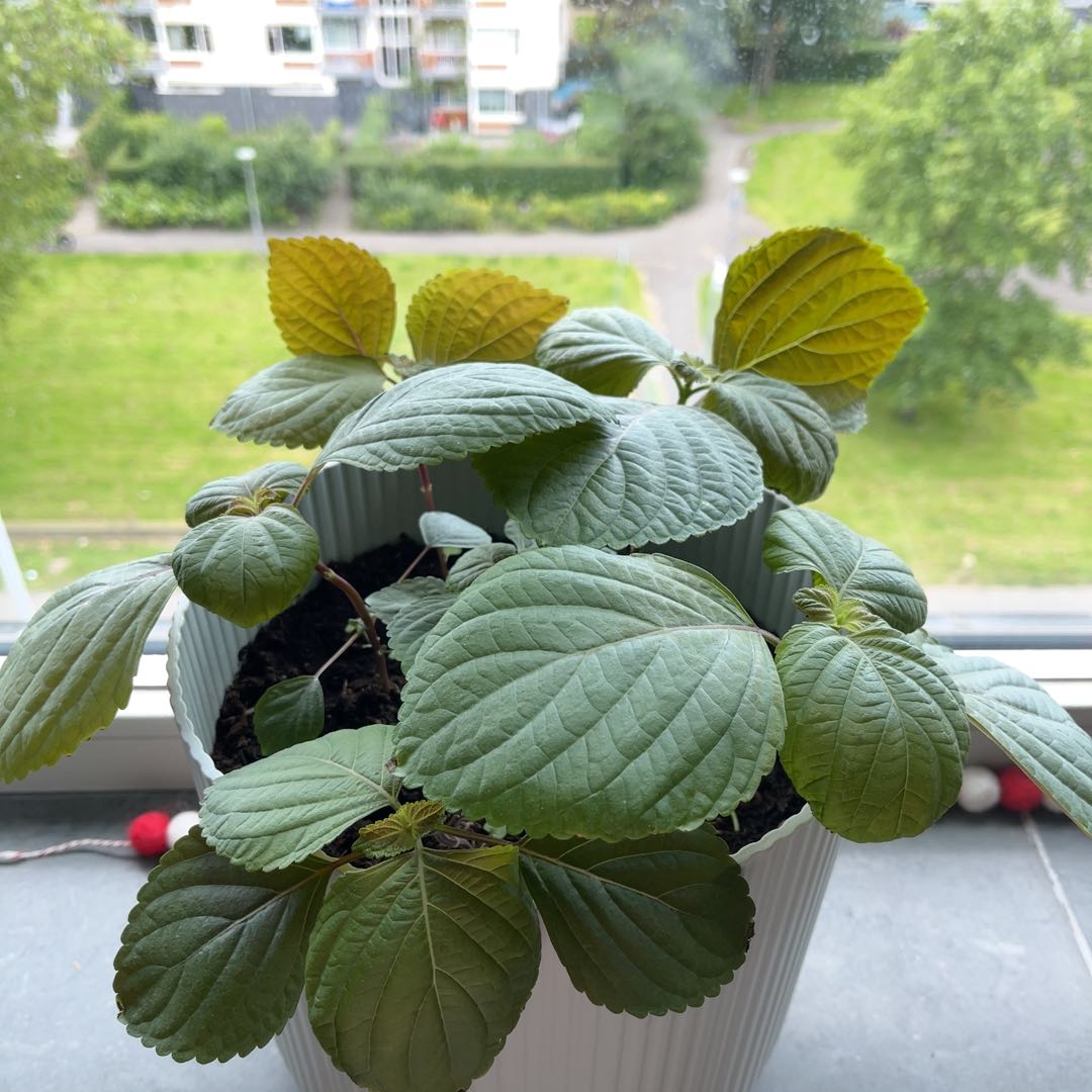 Plant care for Korean Melon on Greg, the plant care app