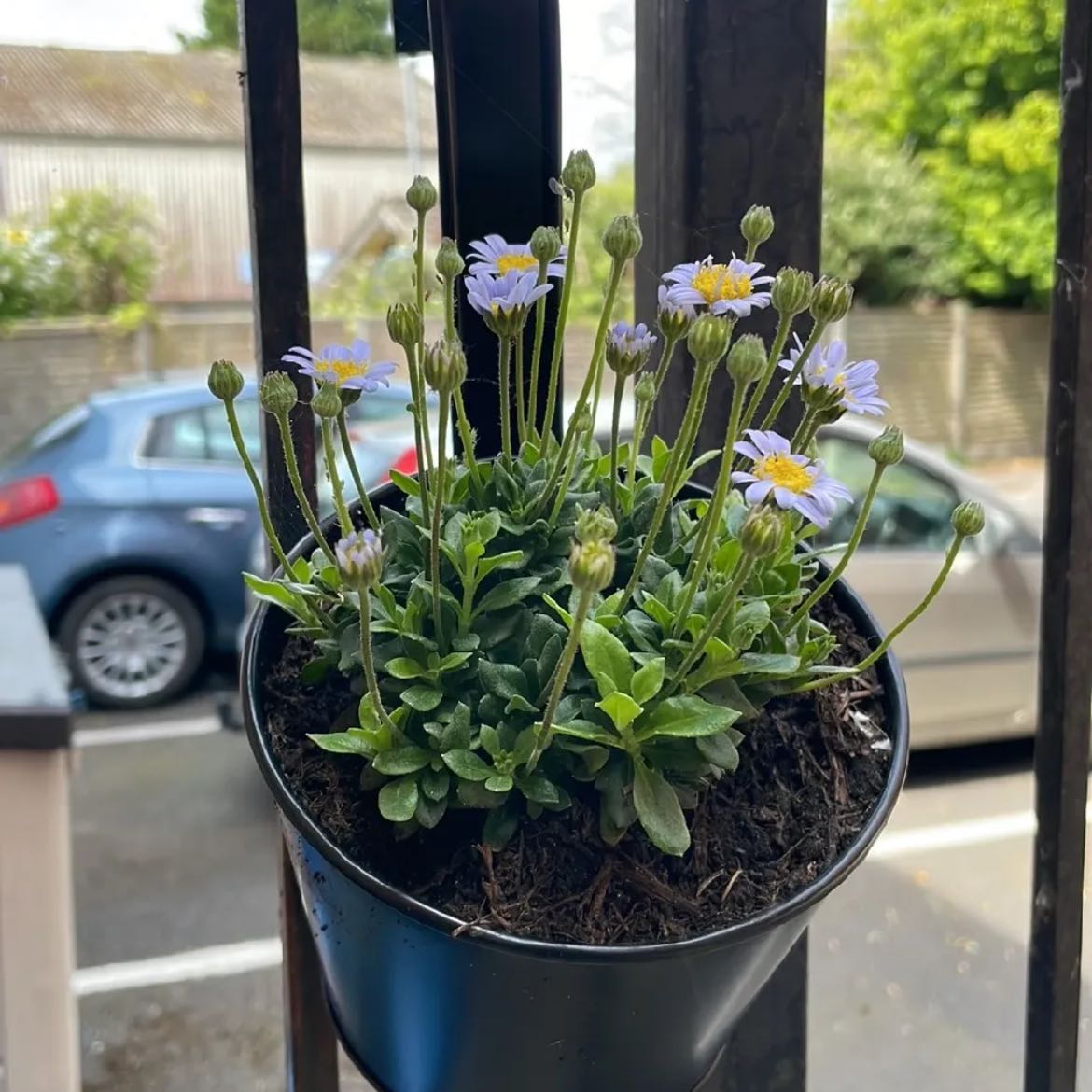 Photo of the plant species Alpine Aster by @ZealHollyfern named Hemingway on Greg, the plant care app