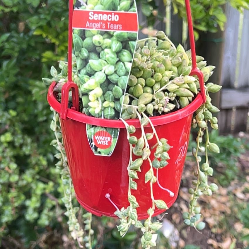 Photo of the plant species Angel's Tears by @BabyScaldweed named Sonora on Greg, the plant care app