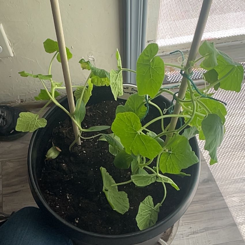 Photo of the plant species Pumpkin by @TopPaddleplant named Shakira on Greg, the plant care app