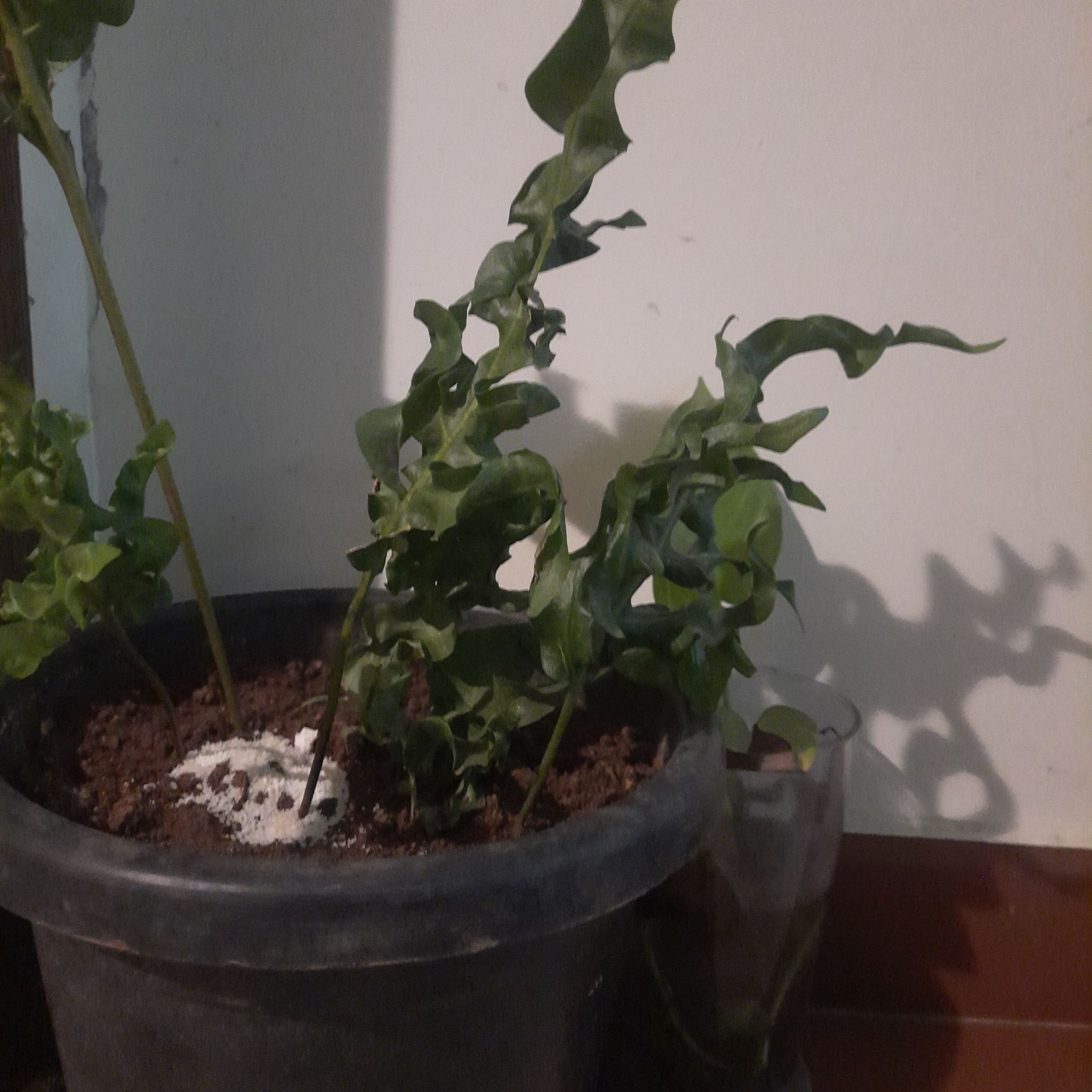 Photo of the plant species Monarch Fern by @SubtleNiaouli named Bruce Lee on Greg, the plant care app