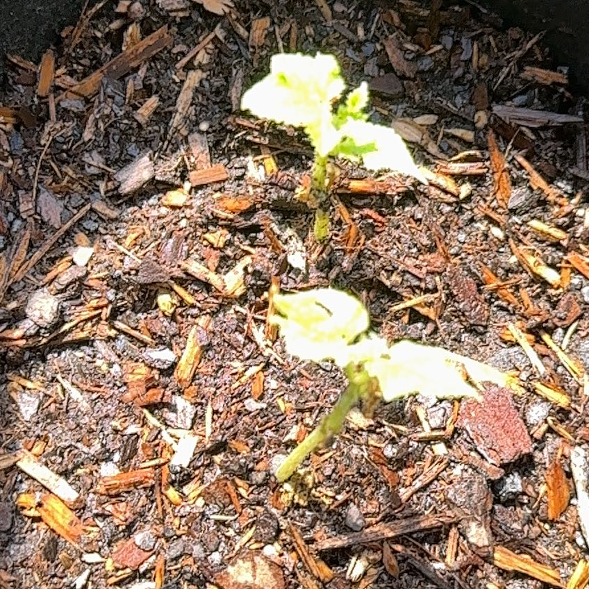 Photo of the plant species Cucumber Burpless Bush Hybrid by @TastefulHoya named Apollo on Greg, the plant care app