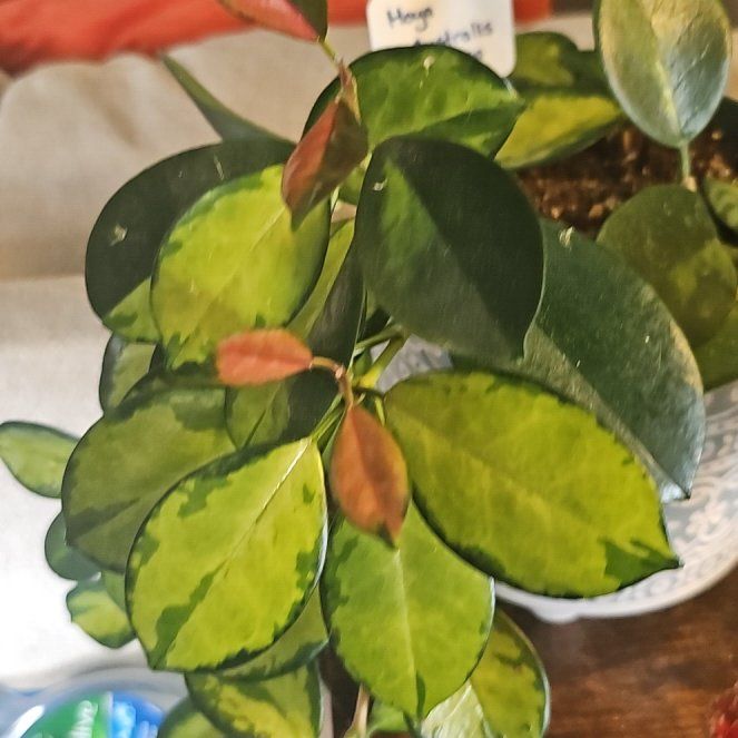 Photo of the plant species Hoya by @WhiskersandIvy named Mona Liza on Greg, the plant care app