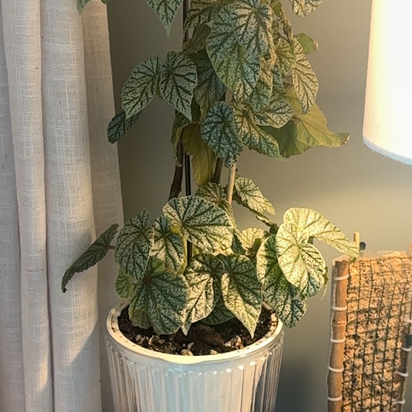 Photo of the plant species Belleconia Snow Begonia by @BrightQuincula named Willow on Greg, the plant care app