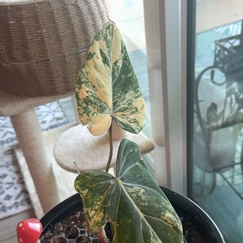 Photo of the plant species Variegated Philodendron gloriosum by @BrightQuincula named Doja Cat on Greg, the plant care app