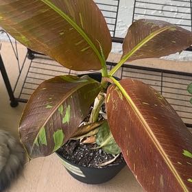 Photo of the plant species Blood Banana by @BrightQuincula named Dolores on Greg, the plant care app