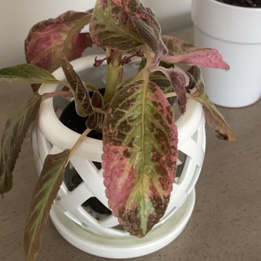 Photo of the plant species Episcia 'Pink Panther' by @AnewBrackenfern named Stella on Greg, the plant care app